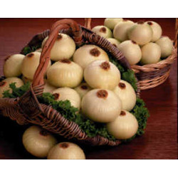 10 Pounds of Fall Onions For The Onion Lover